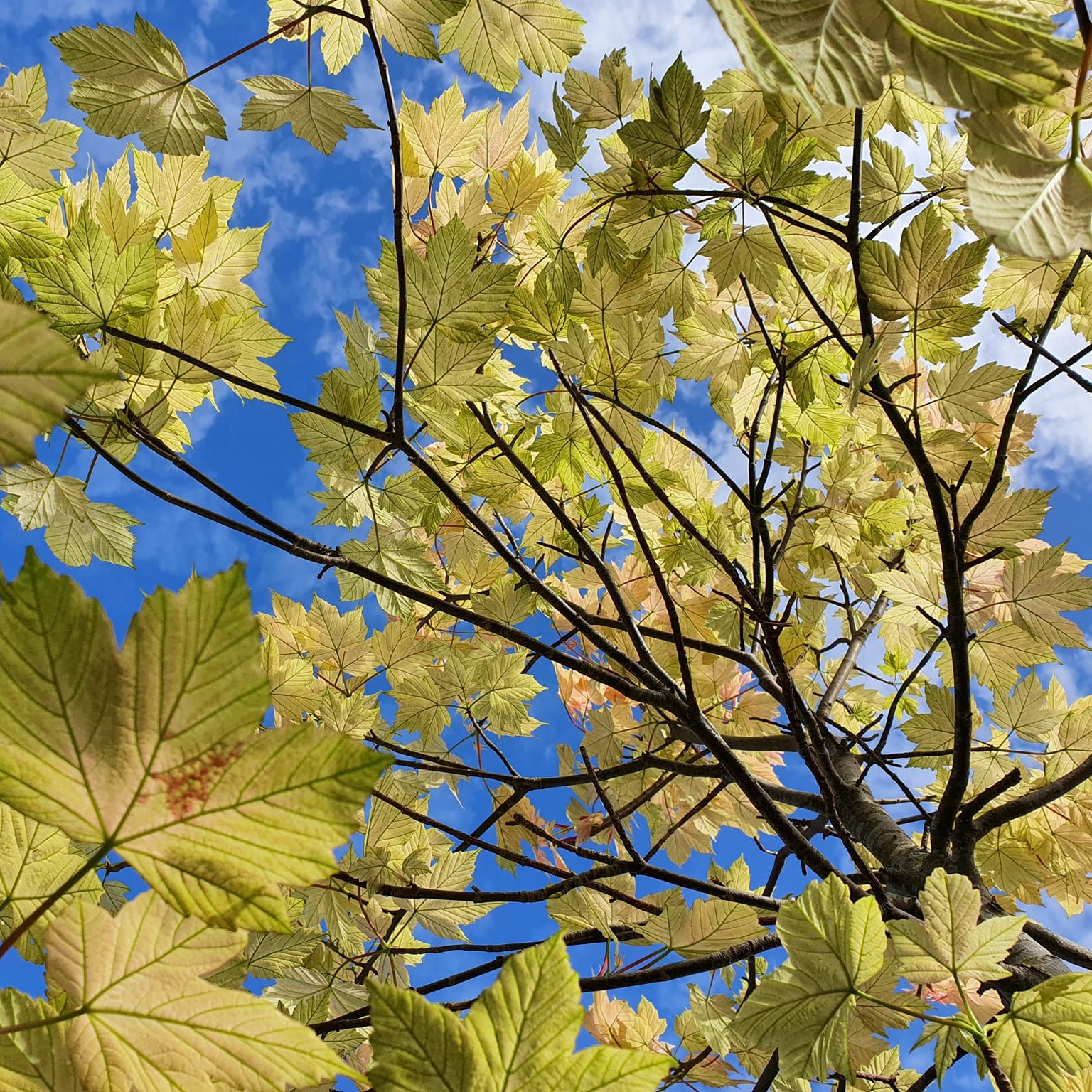 Acer Pseudoplatanus Brilliantissimum 10L