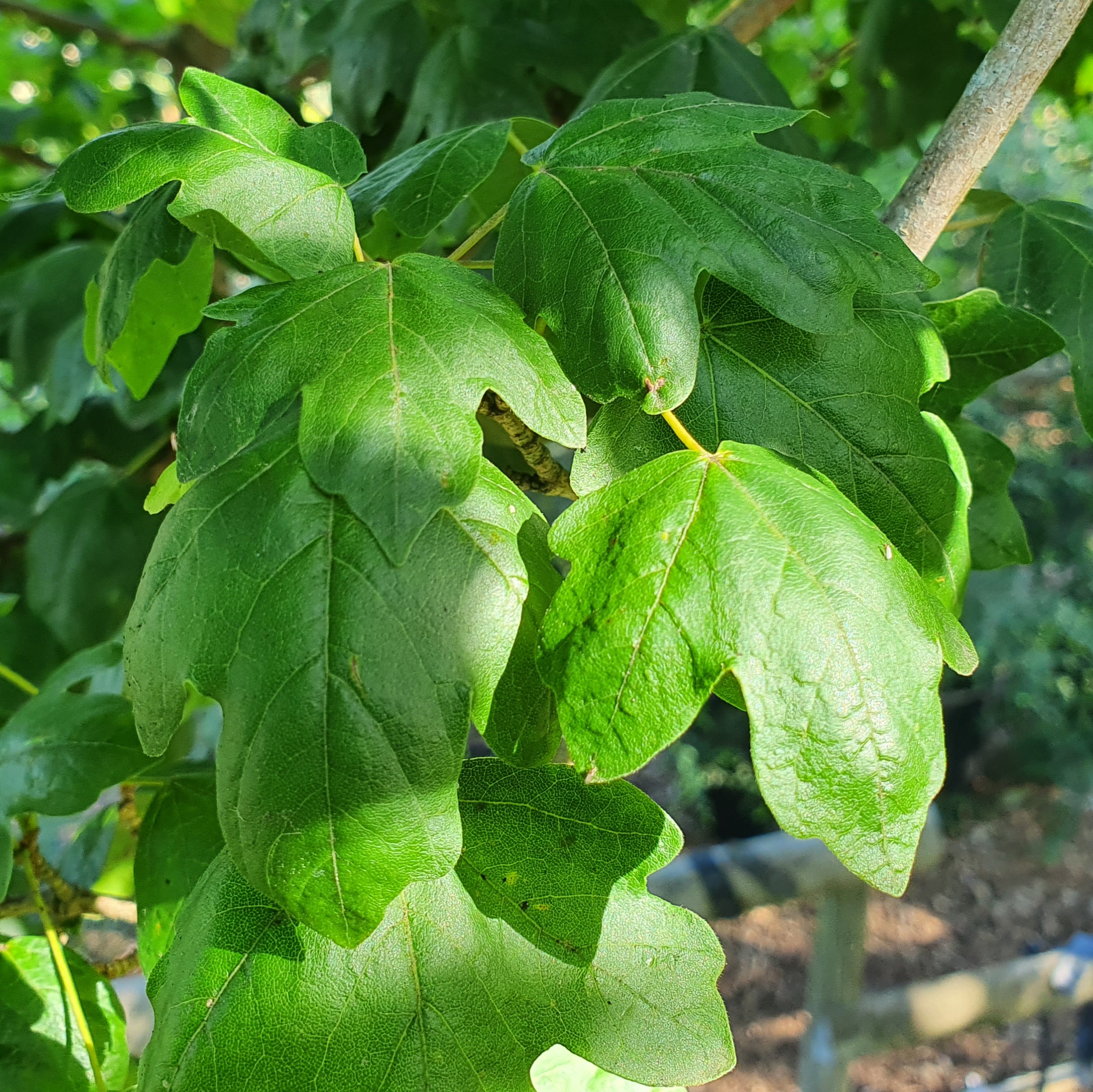 Acer campestre Elsrijk - Field Maple