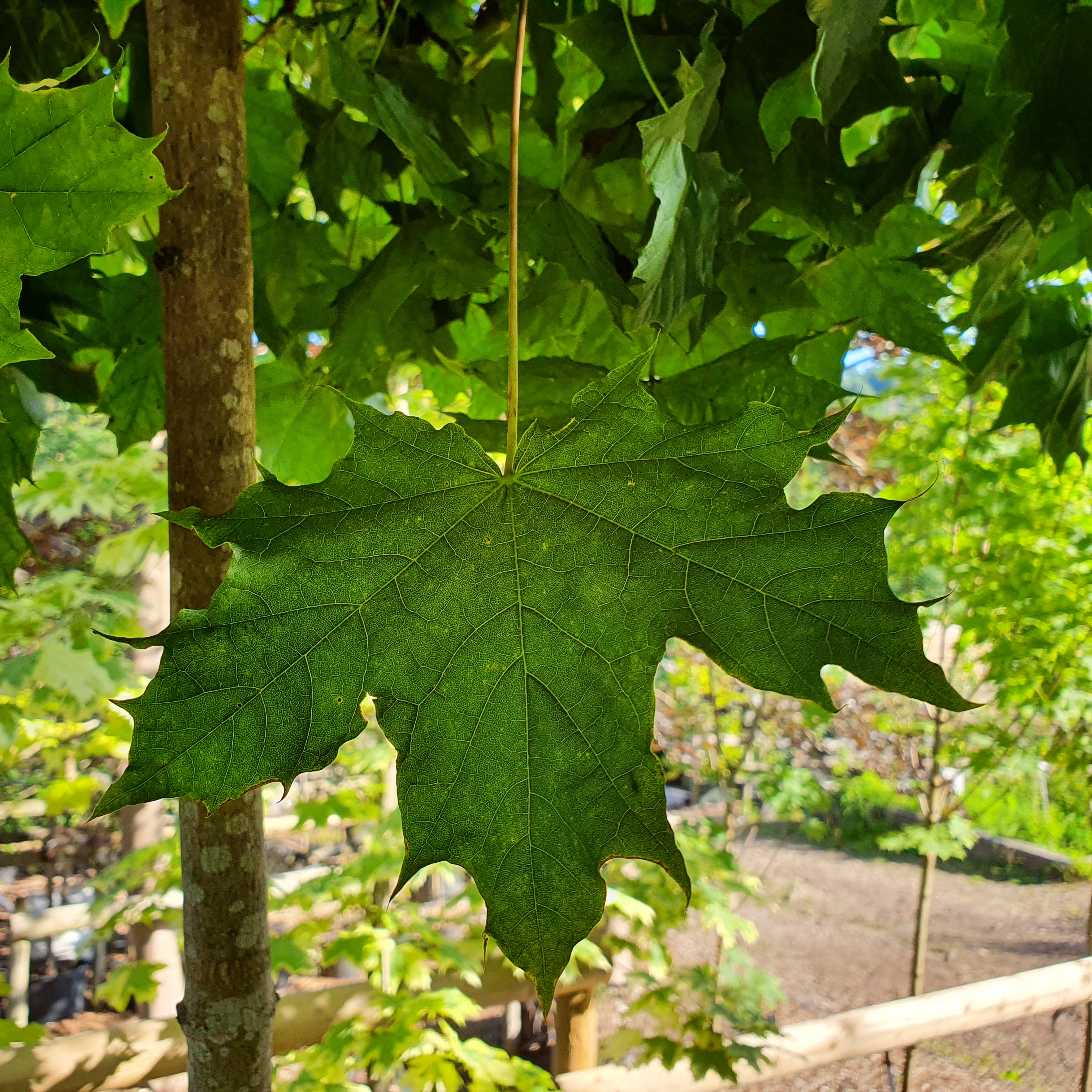 Acer platanoides Globosum - Mophead Maple