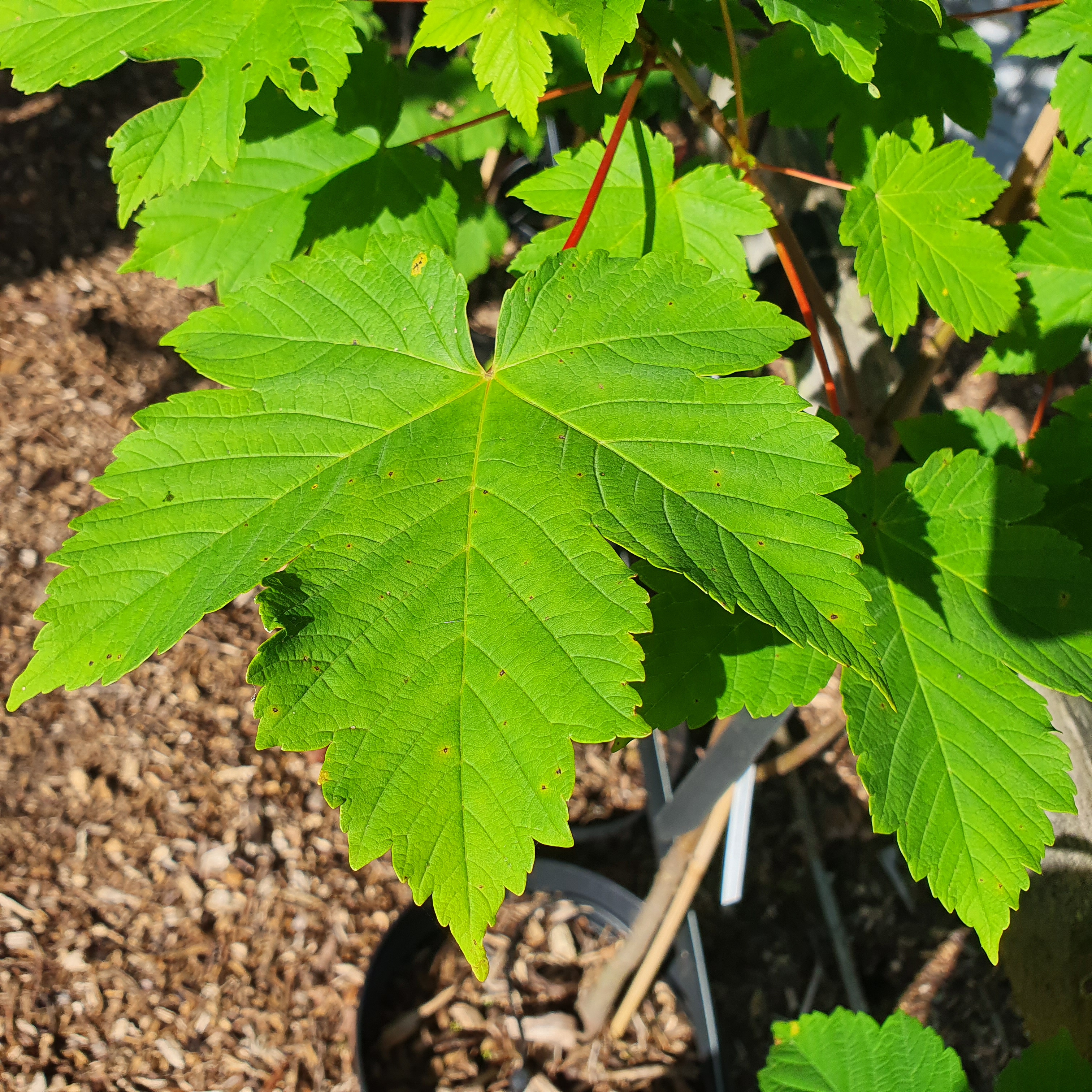 Acer Pseudoplatanus - Sycamore