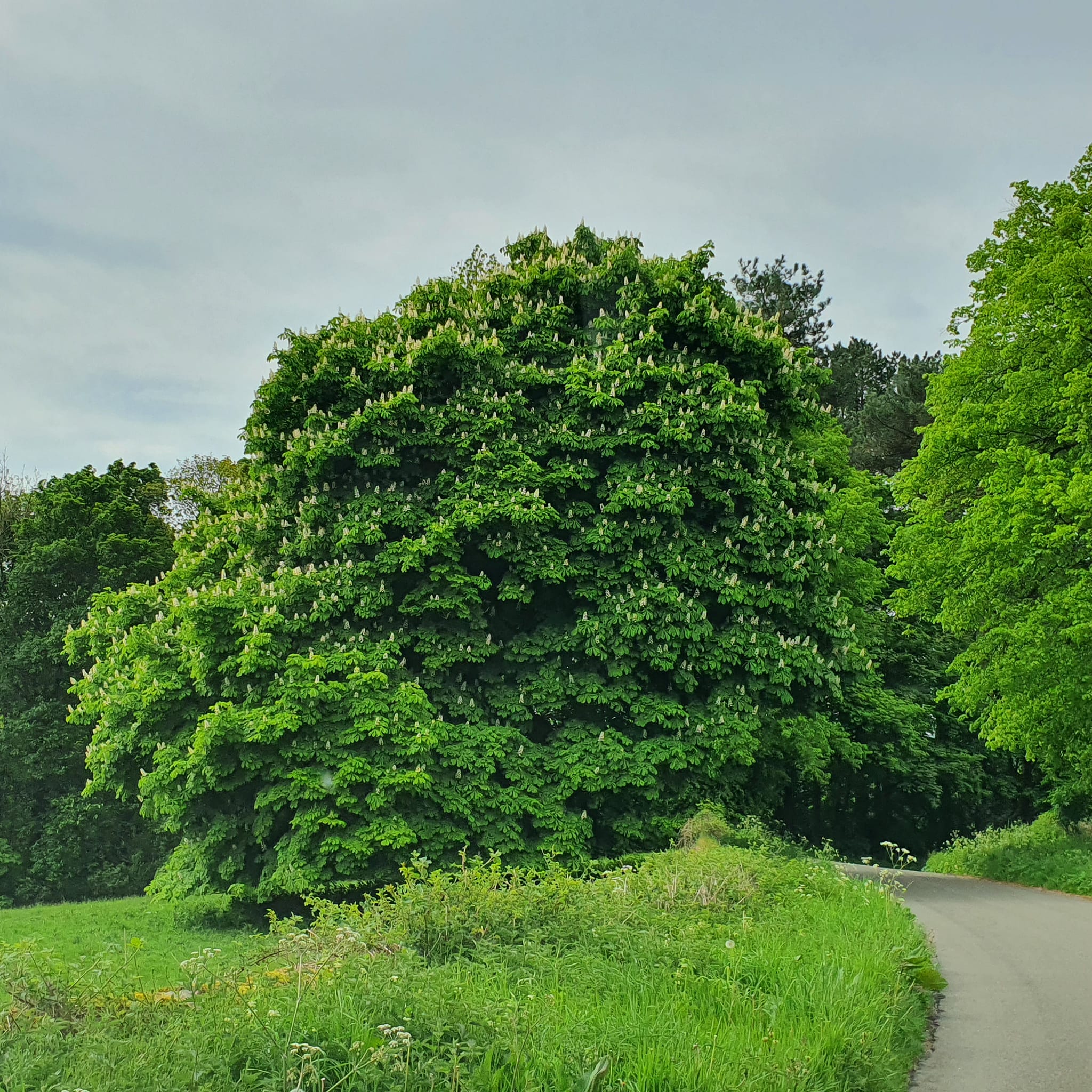 Aesculus hippocastanum - Horse Chestnut 10-12 30L