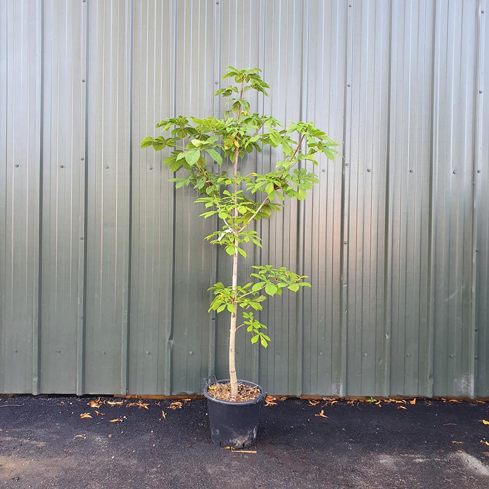 Aesculus hippocastanum - Horse Chestnut 10-12 30L