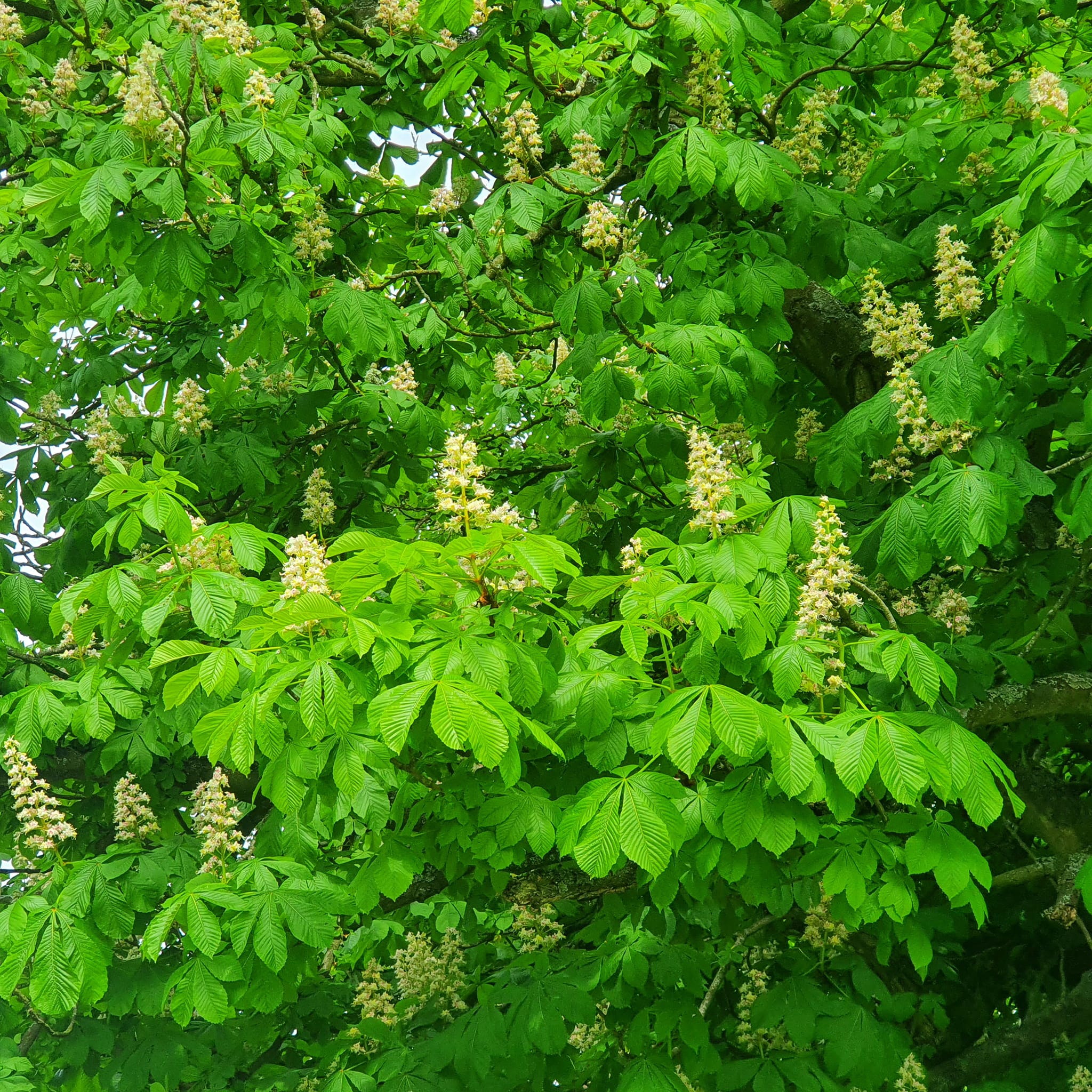 Aesculus hippocastanum - Horse Chestnut 10-12 30L