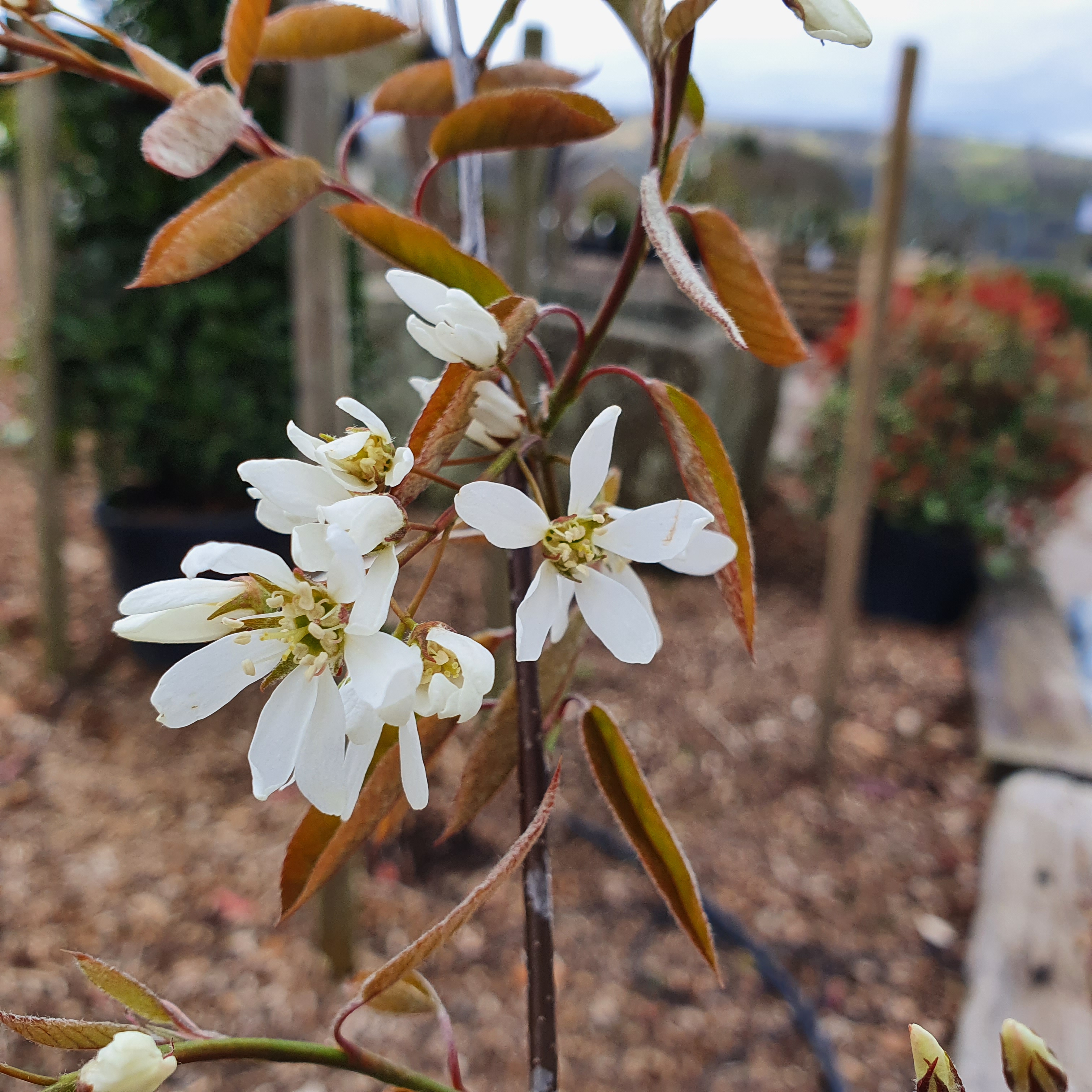 Amelanchier lamarckii - Juneberry 7-5L