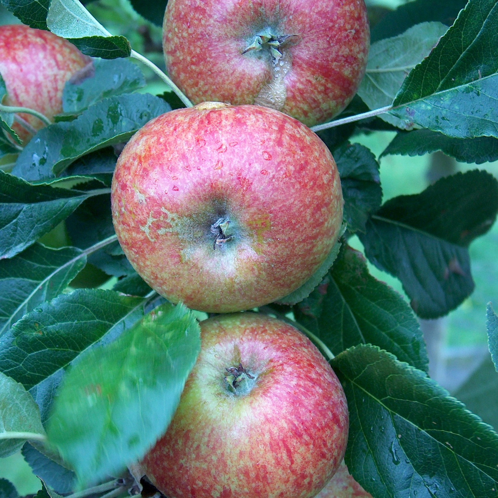 Apple Tree - Beauty of Bath