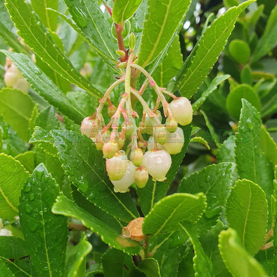 Arbutus unedo - Strawberry Tree 35L
