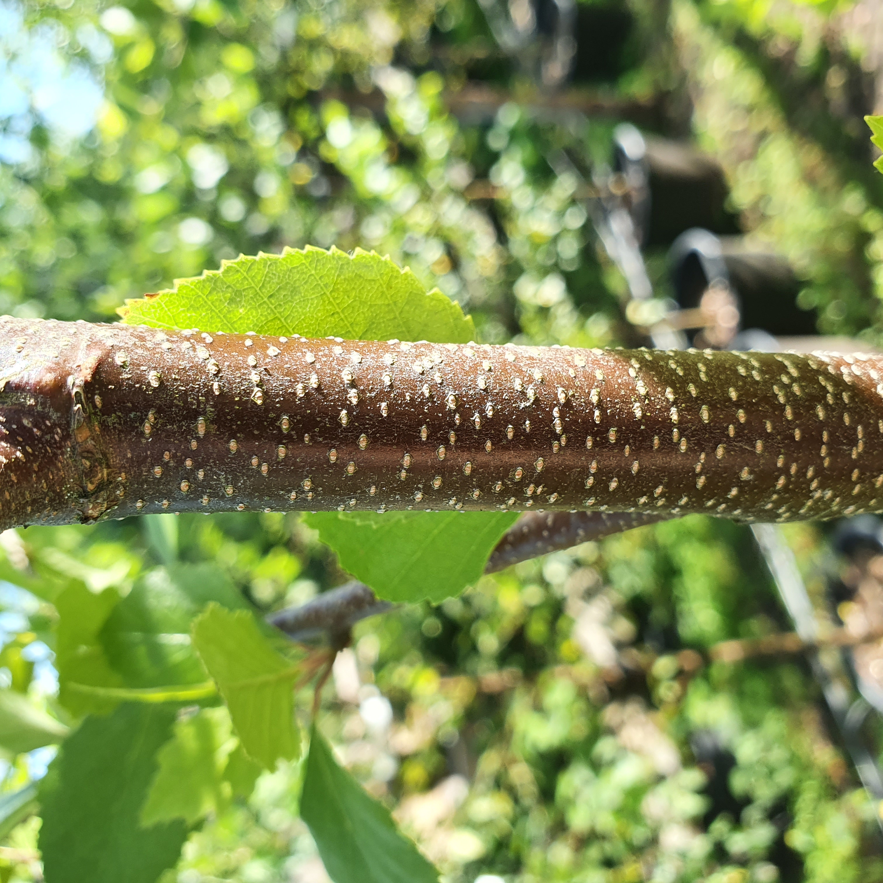 Betula nigra Multistem - River Birch Multistem