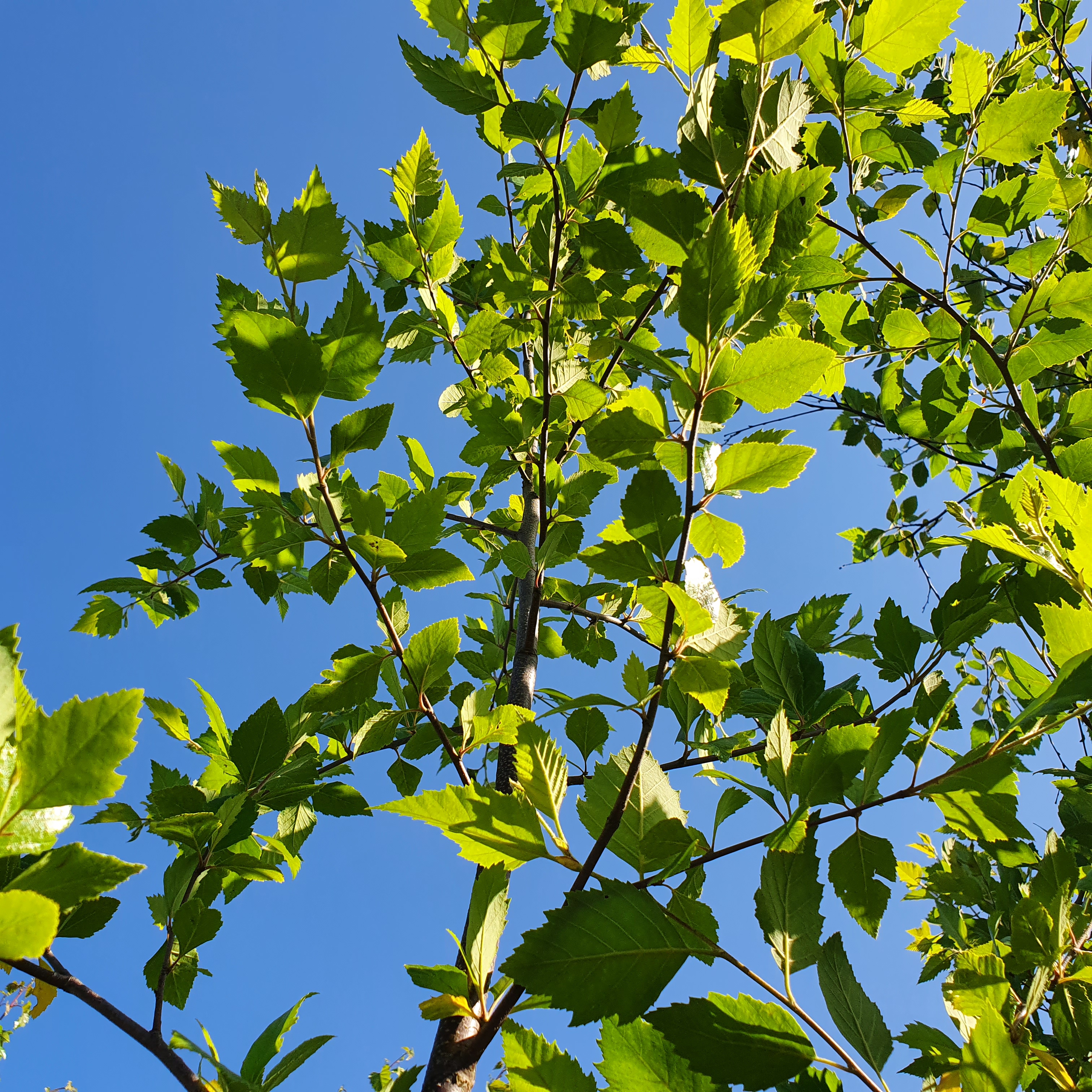Betula nigra - River Birch