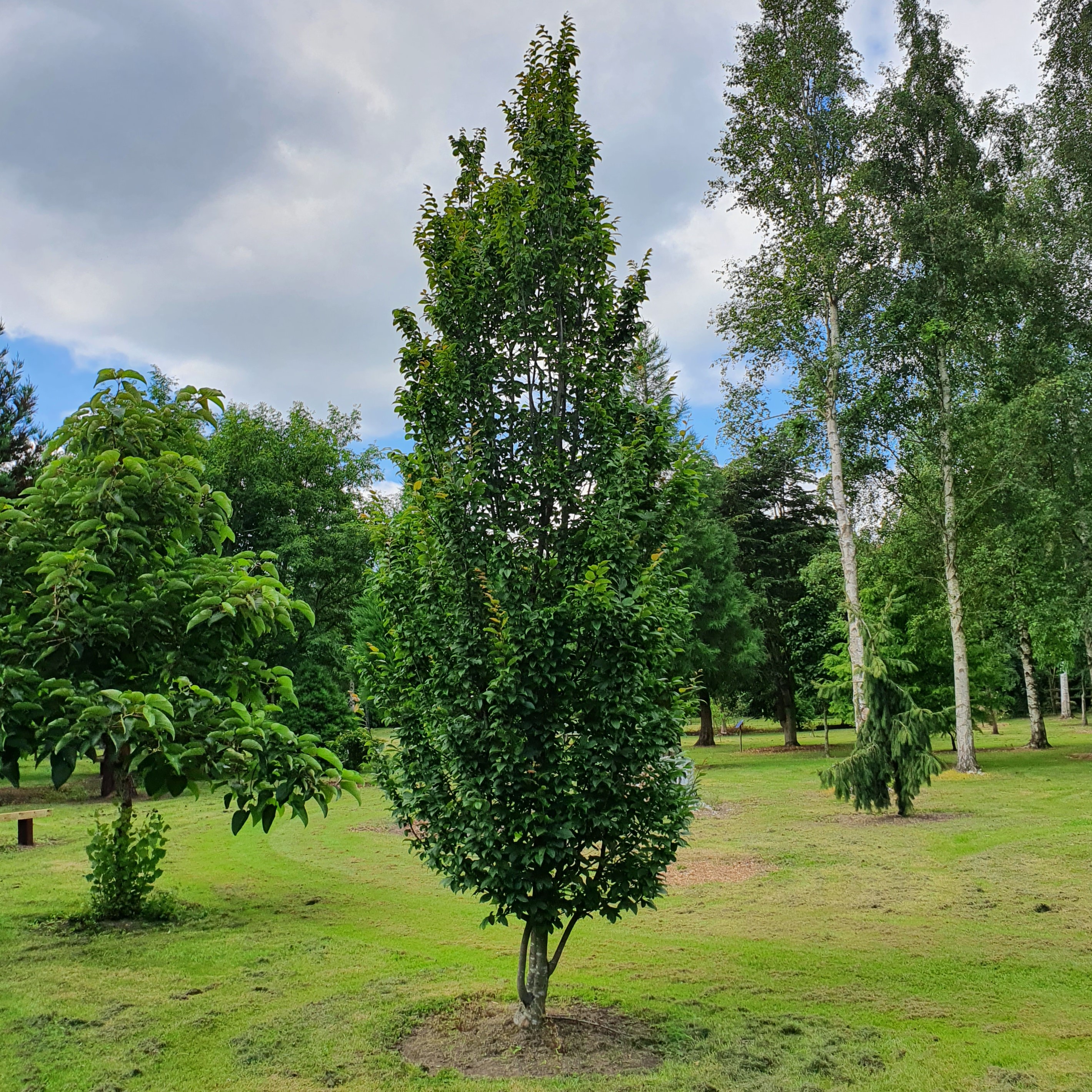Carpinus betulus Fastigiata - Upright Hornbeam