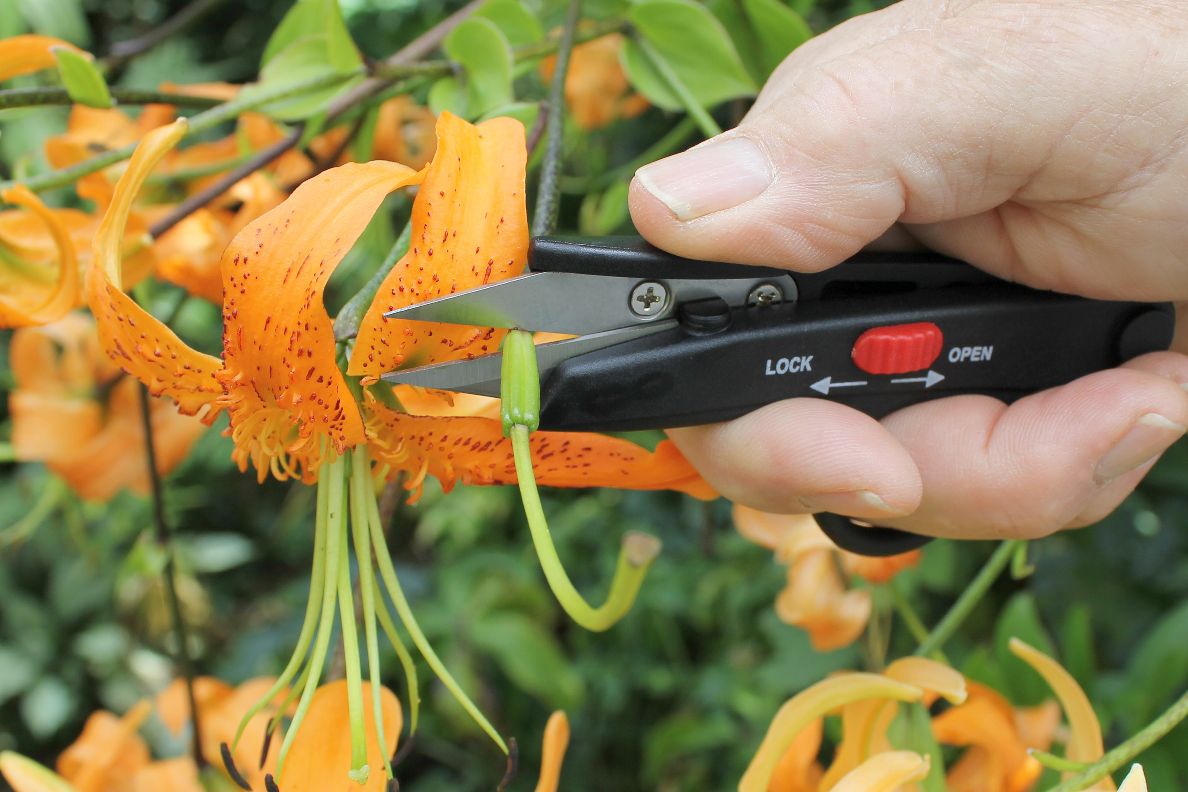Darlac Deadheading Snips DP125
