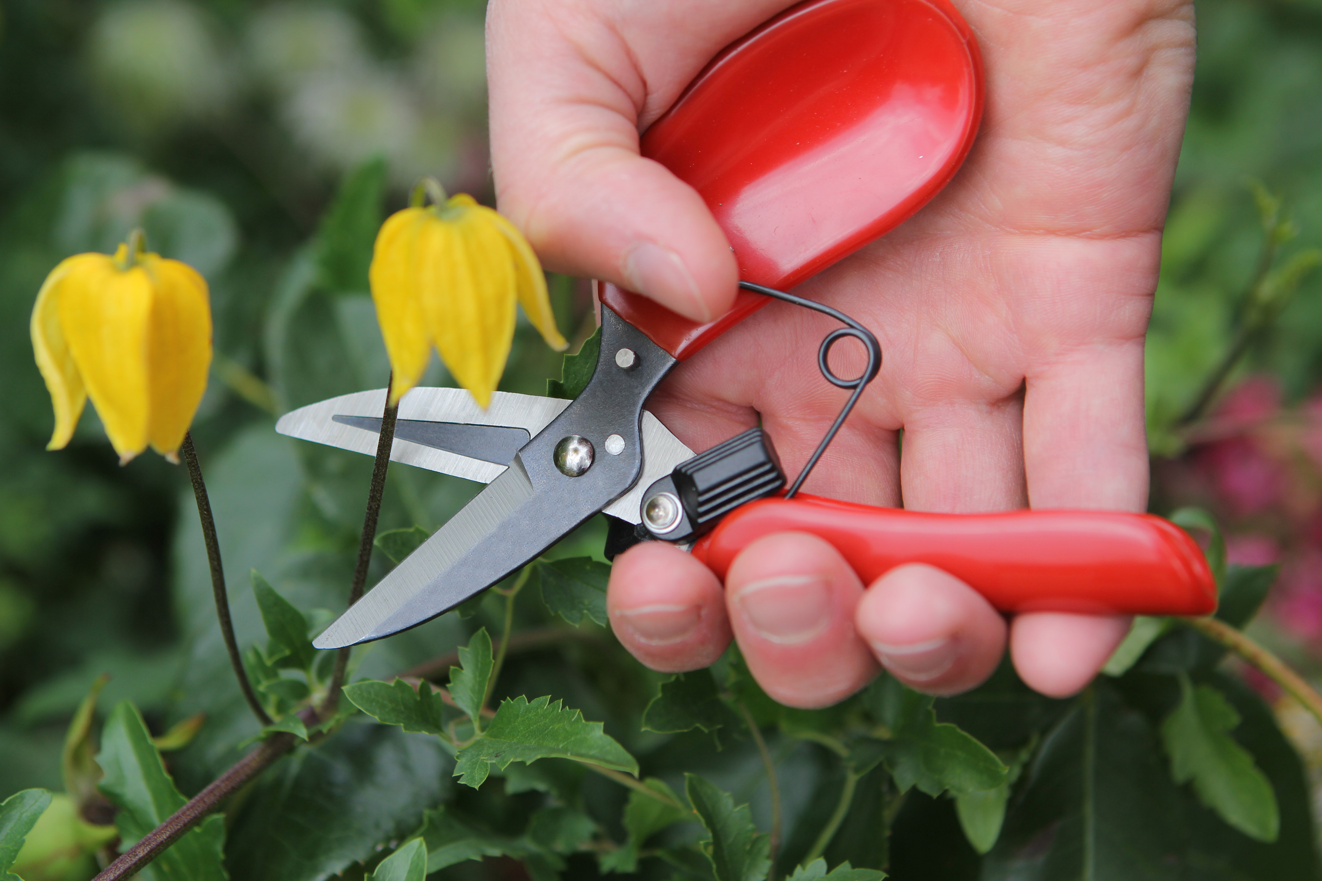 Darlac Secateurs Floral Shear Snips DP830