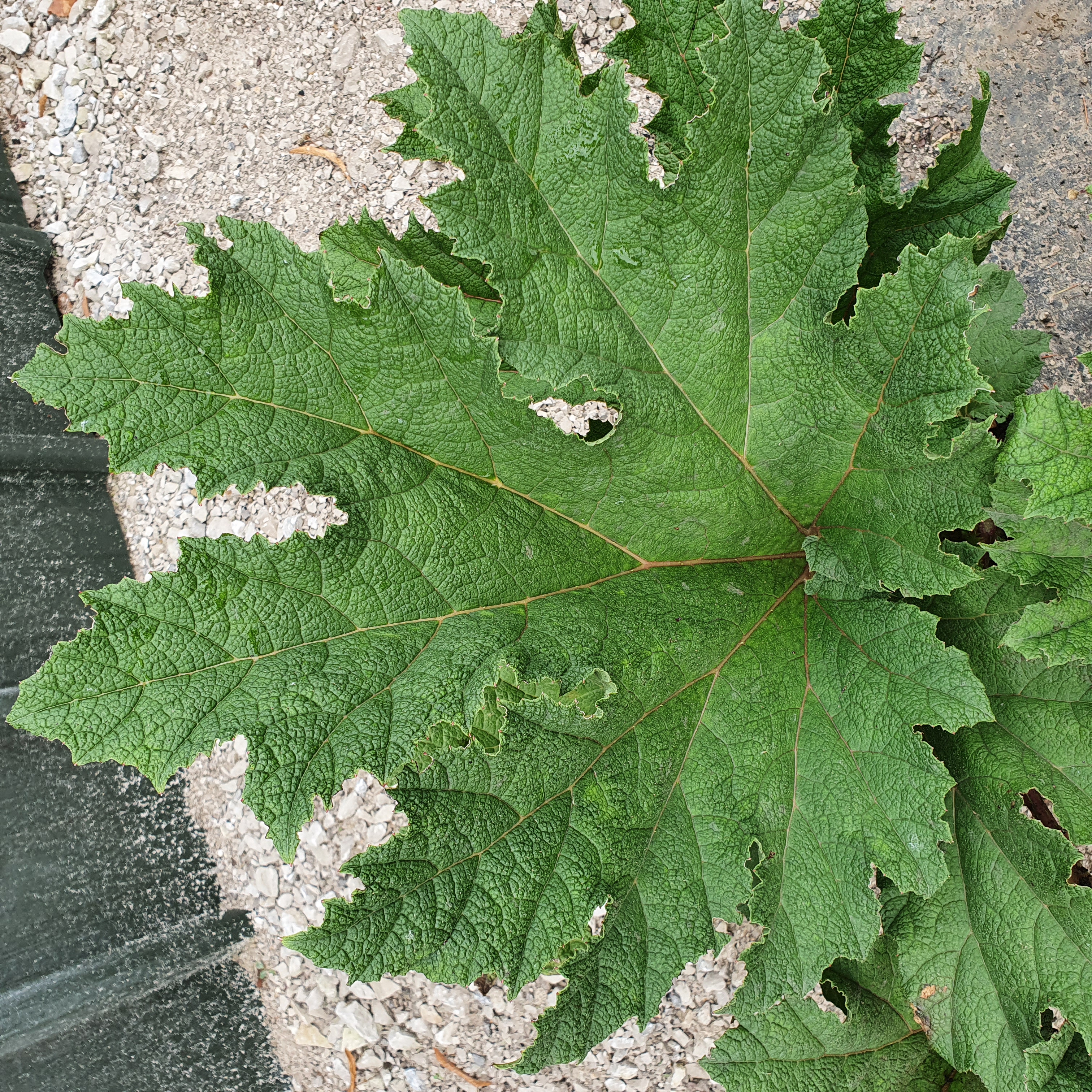 Gunnera maculata - Giant Rhubarb
