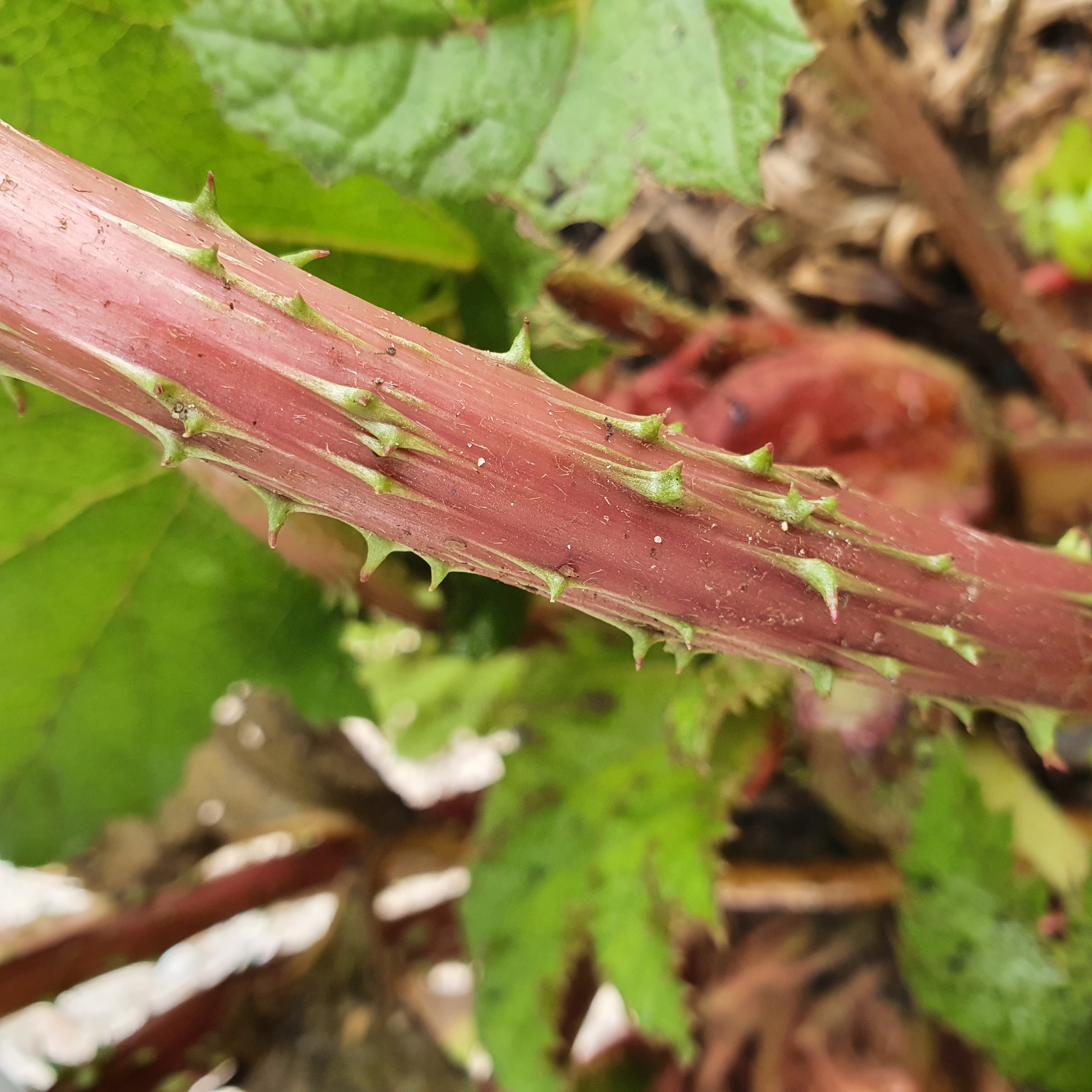 Gunnera maculata - Giant Rhubarb