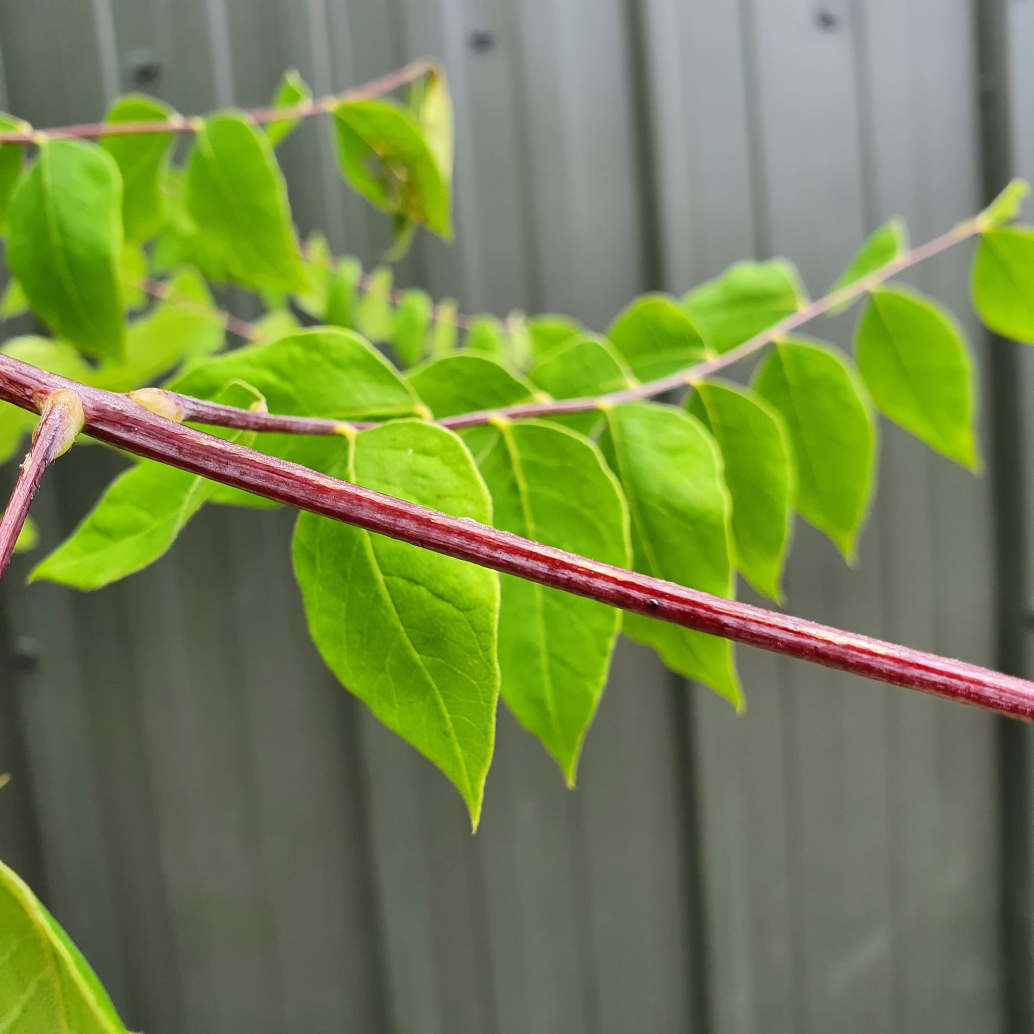 Gymnocladus dioica - Kentucky Coffee Tree