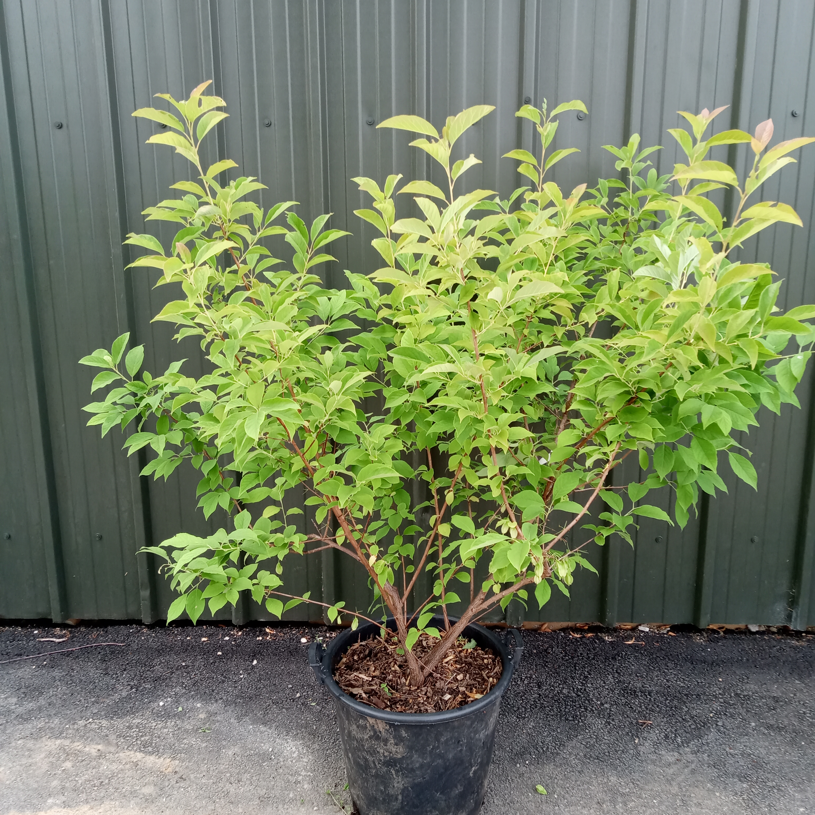 Halesia Carolina - Carolina Silverbell Snowdrop 50L