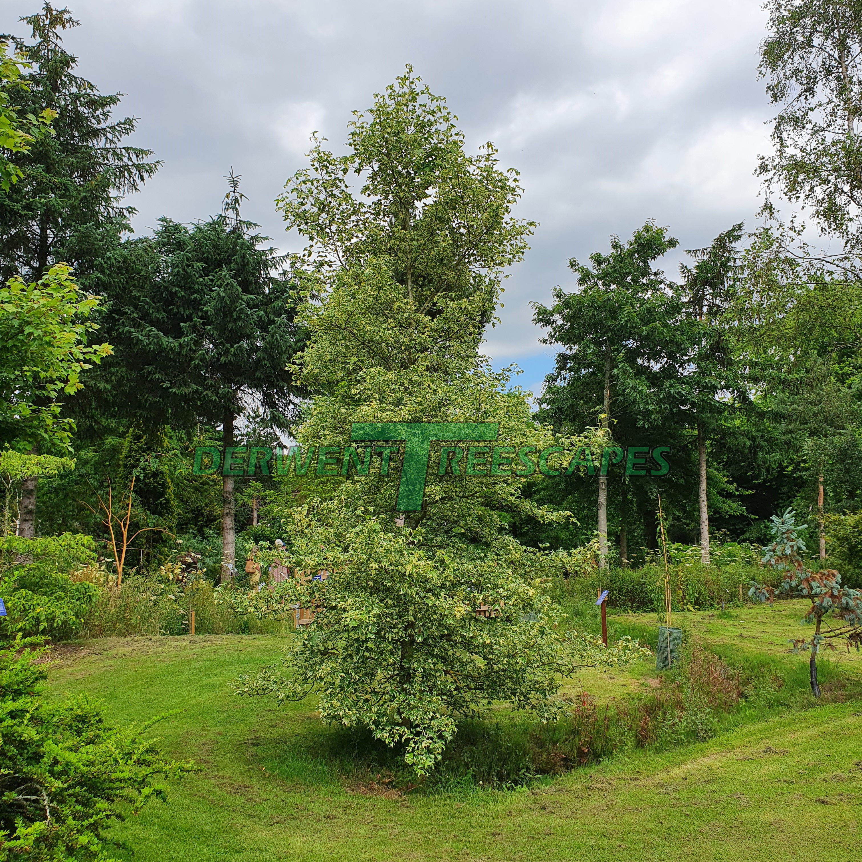 Liquidambar Silver King 50L