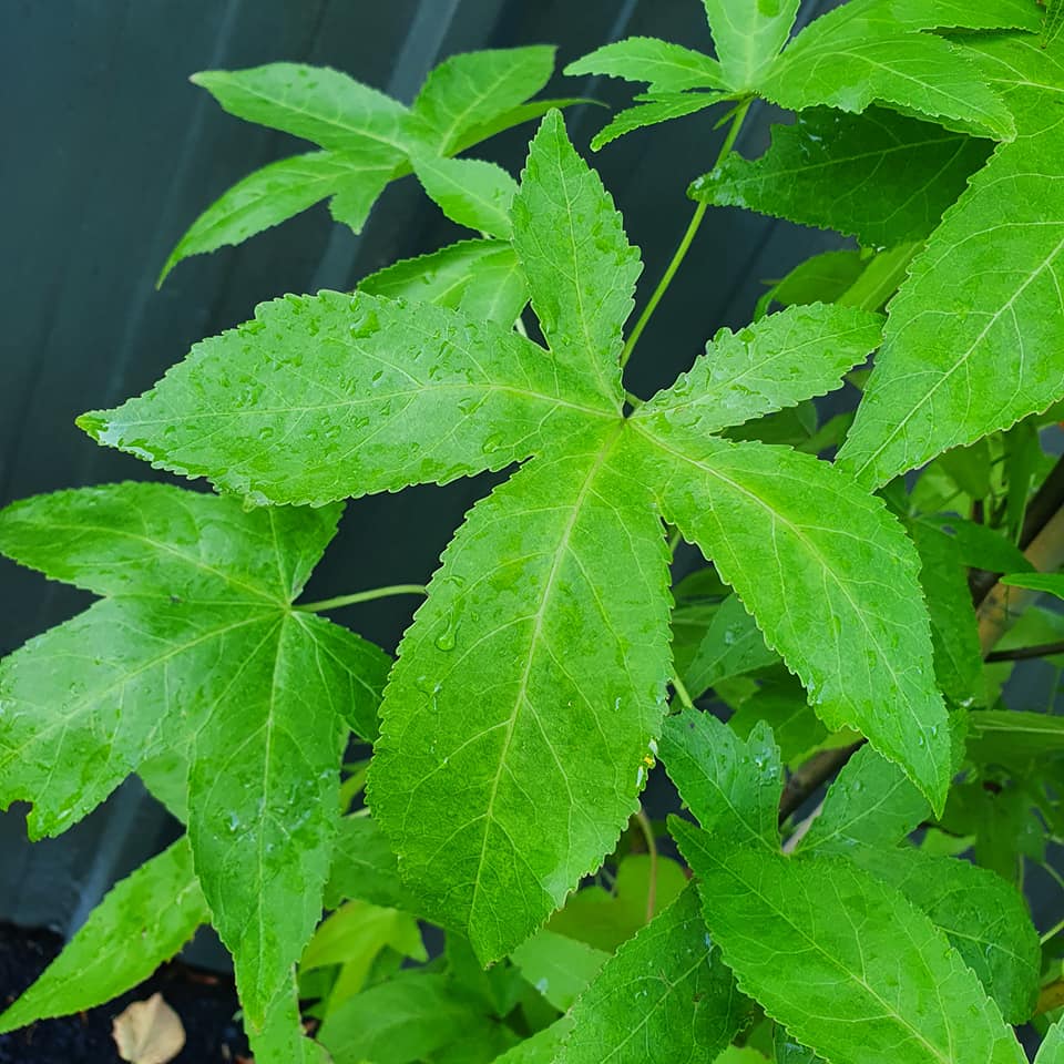 Liquidambar styraciflua Worplesdon - Sweet Gum - 6-8