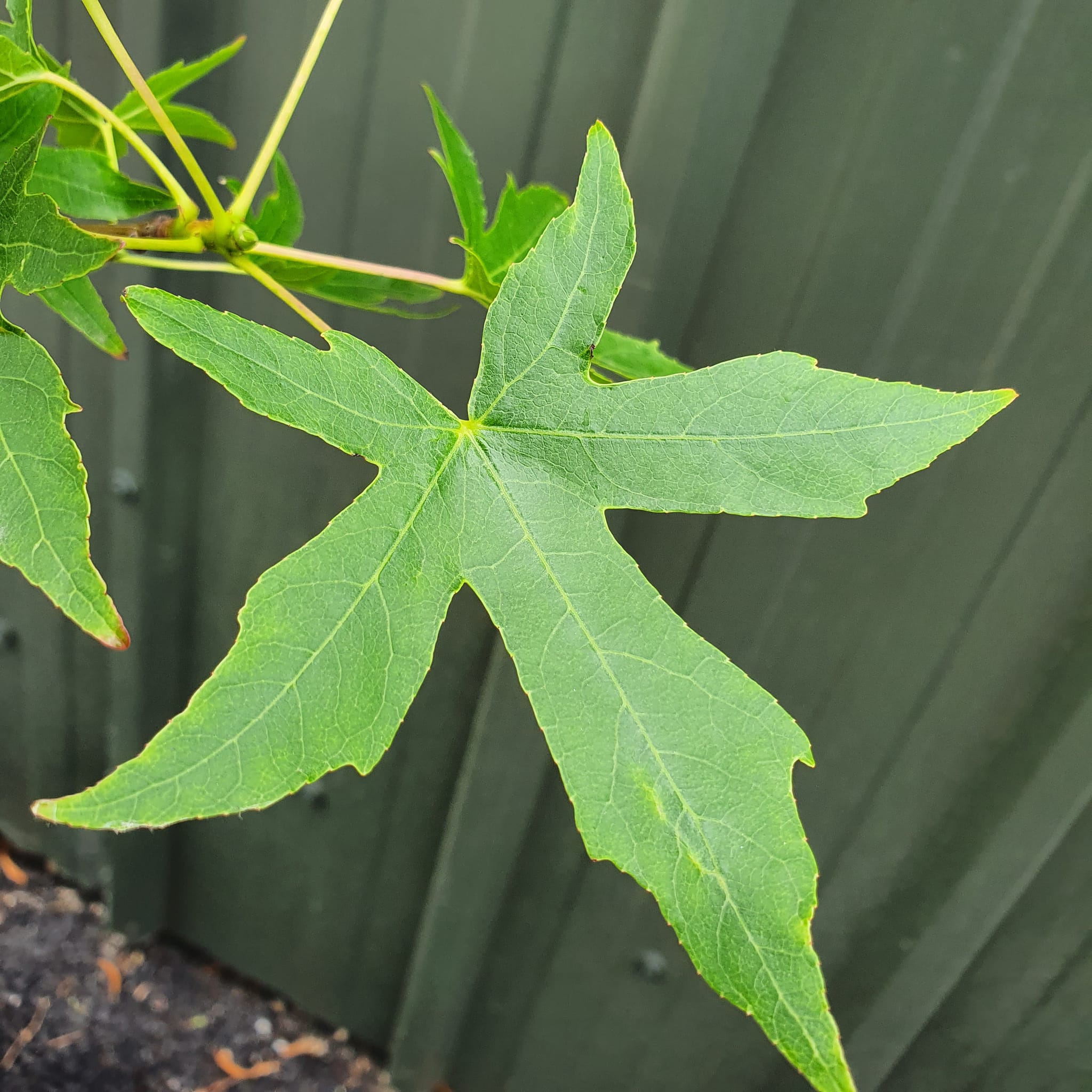 Liquidambar styraciflua Worplesdon - Sweet Gum