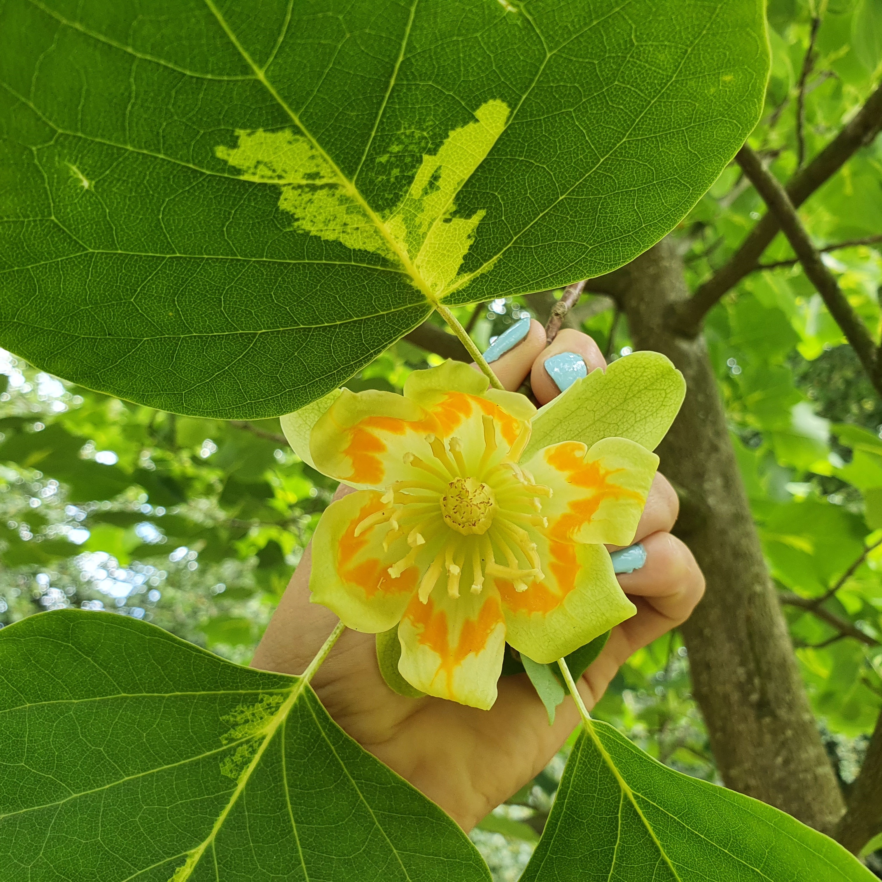 Liriodendron tulipifera Aureomarginata - Variegated Tulip Tree