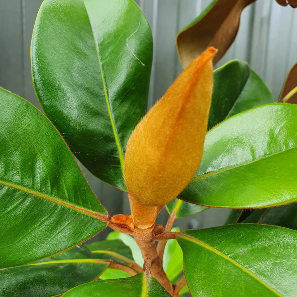 Magnolia grandiflora Gallisoneinsis - Evergreen Magnolia Standard