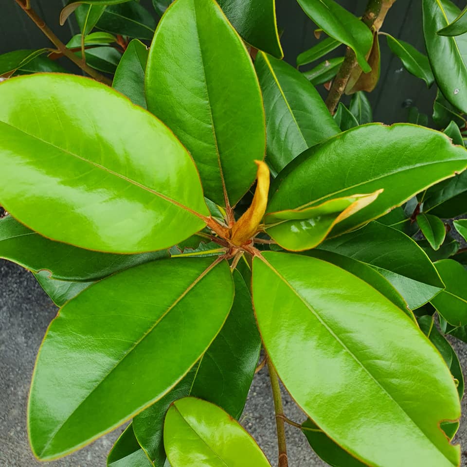 Magnolia grandiflora Gallisoneinsis - Evergreen Magnolia Standard