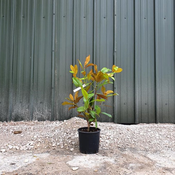Magnolia grandiflora Galissoniensis - Evergreen Magnolia 7L