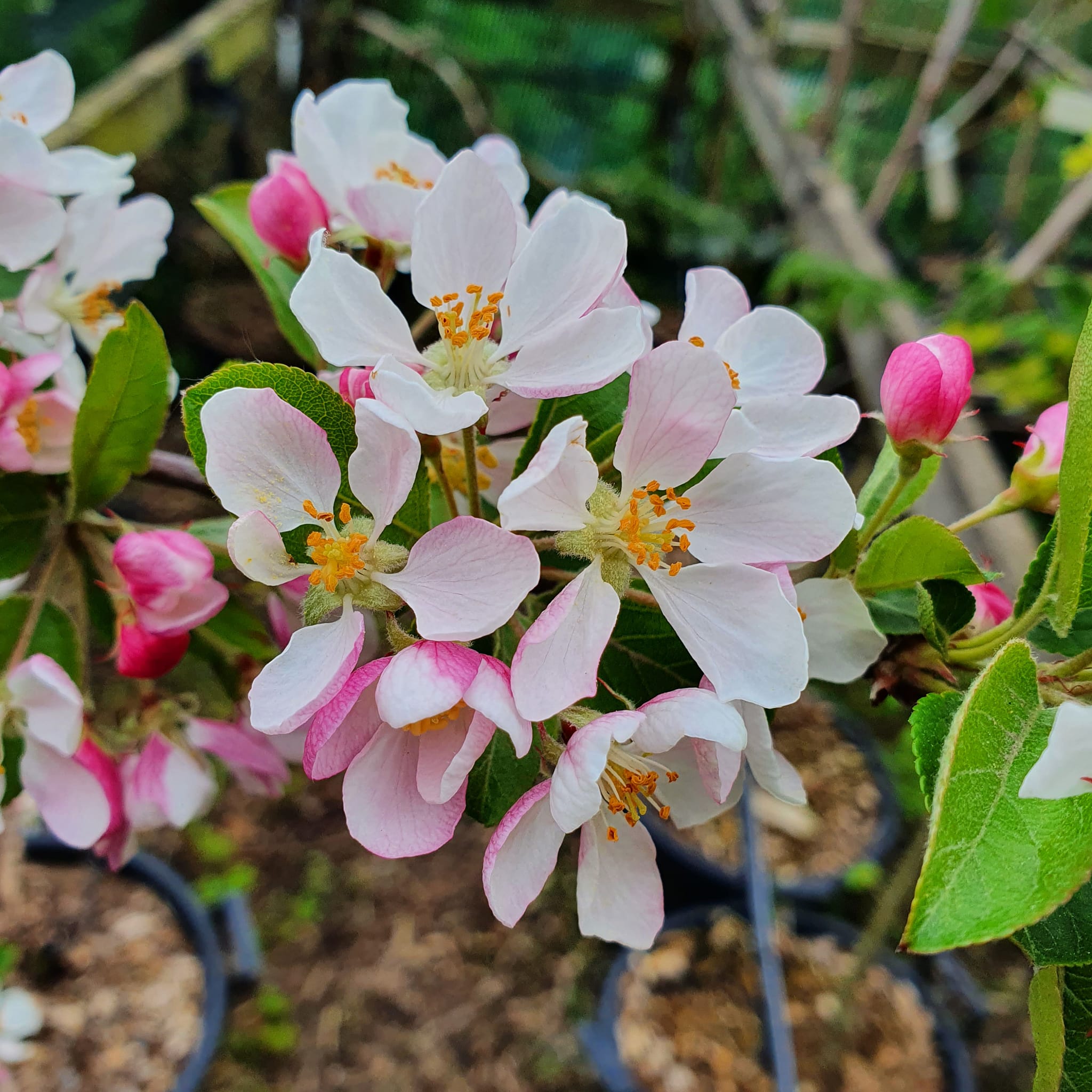 Malus Red Sentinel - Crab Apple 10L
