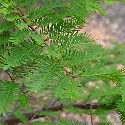 Metasequoia gylptostroboides - Dawn Redwood