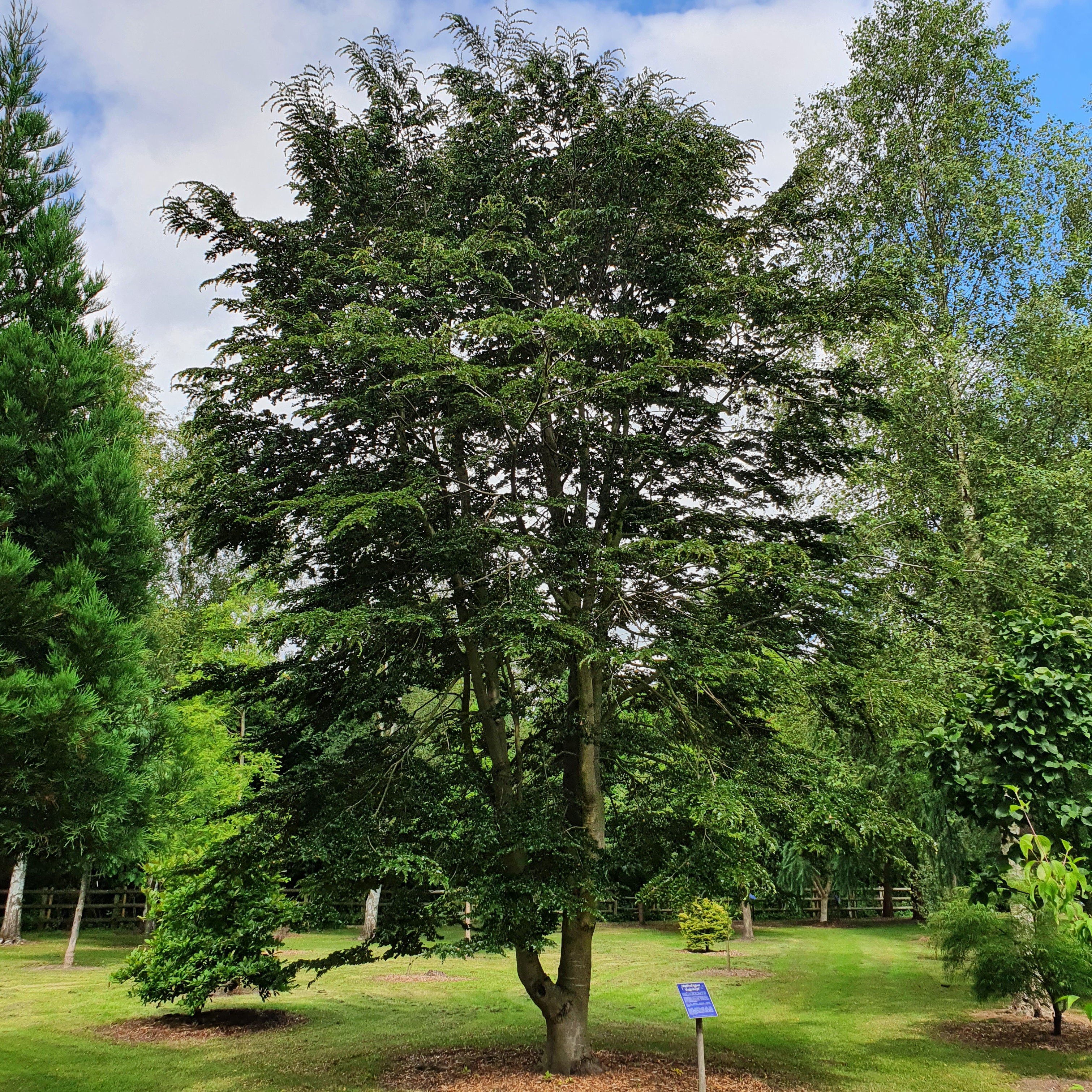 Nothofagus antarctica - Antartic Beech