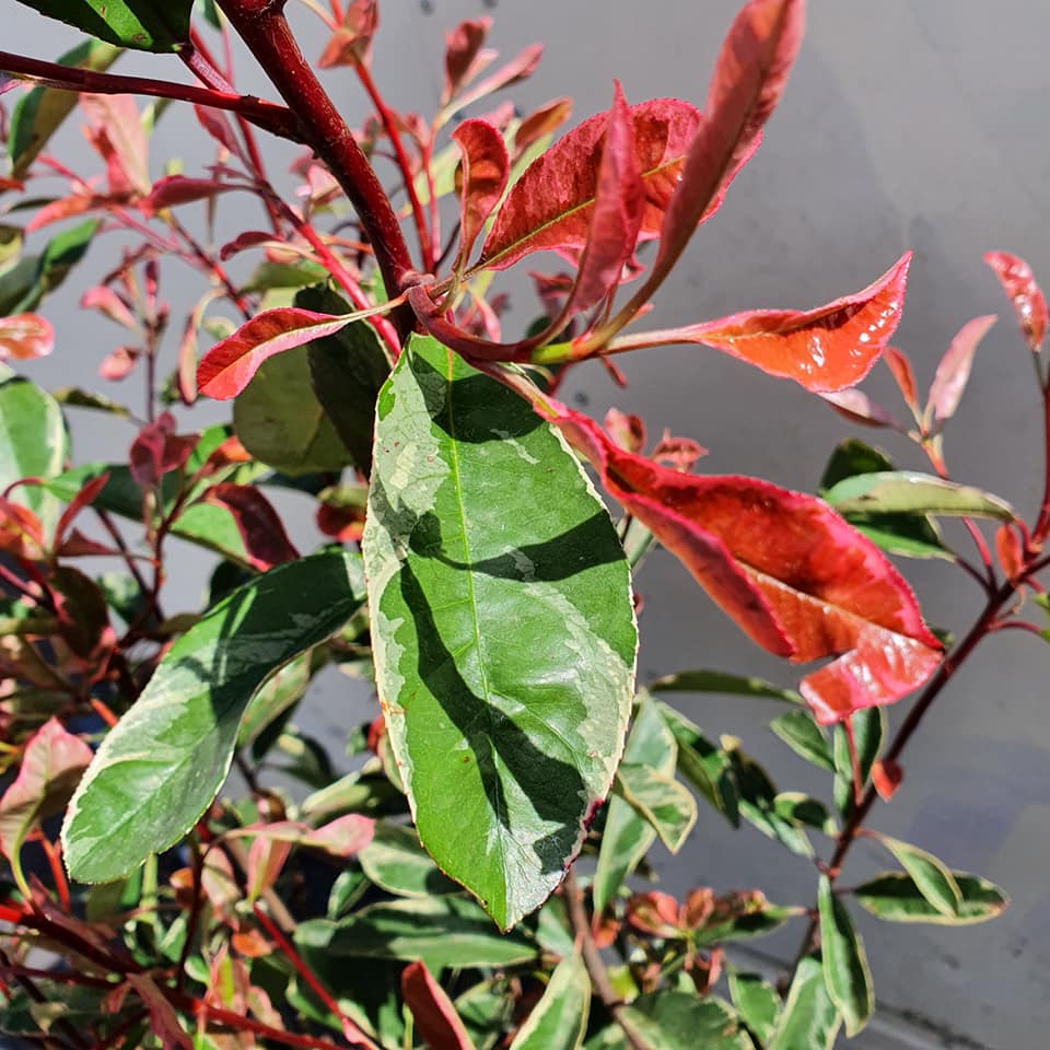 Photinia Pink Marble Half Standard Lollipop