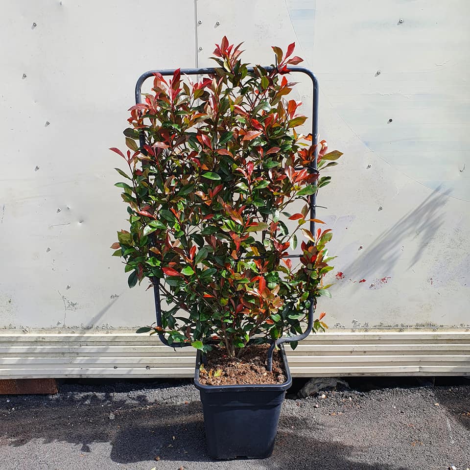 Photinia Carre Rouge on Frame