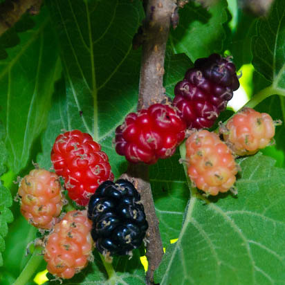Mulberry Bush