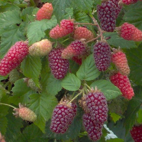 Tayberry Plant
