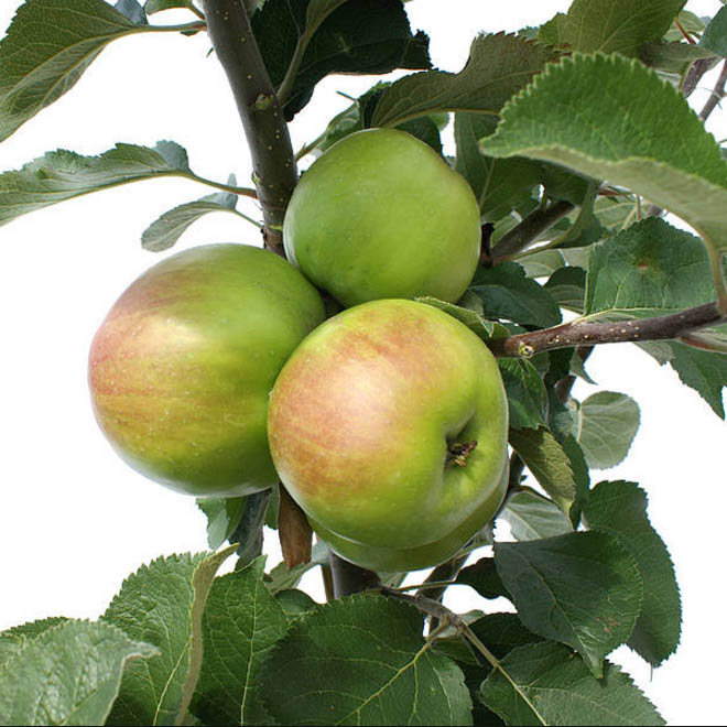 Apple Tree - Bramley Seedling