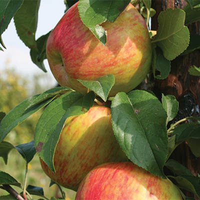 Apple Tree - Dunkerton Late Sweet