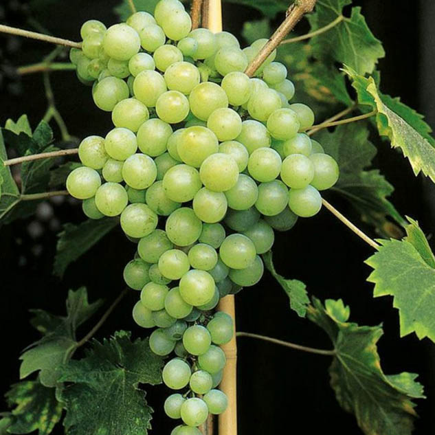 Grape Vine - Early Van Der Laan