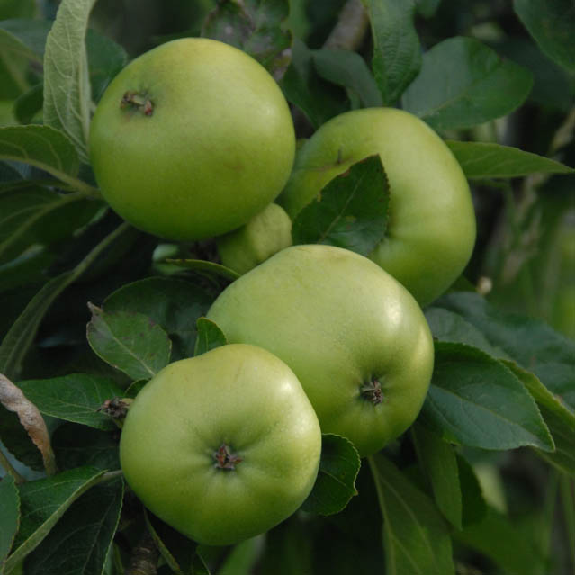 Apple Tree - Grenadier