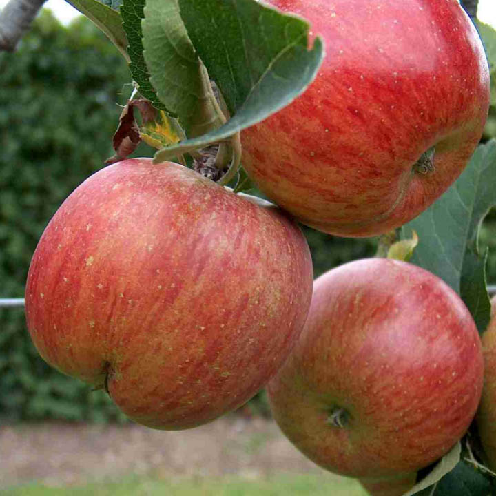 Apple Tree - Jonagold