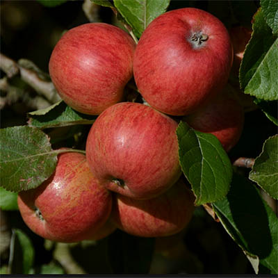 Apple Tree - Katy
