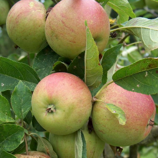 Apple Tree - Laxtons Superb
