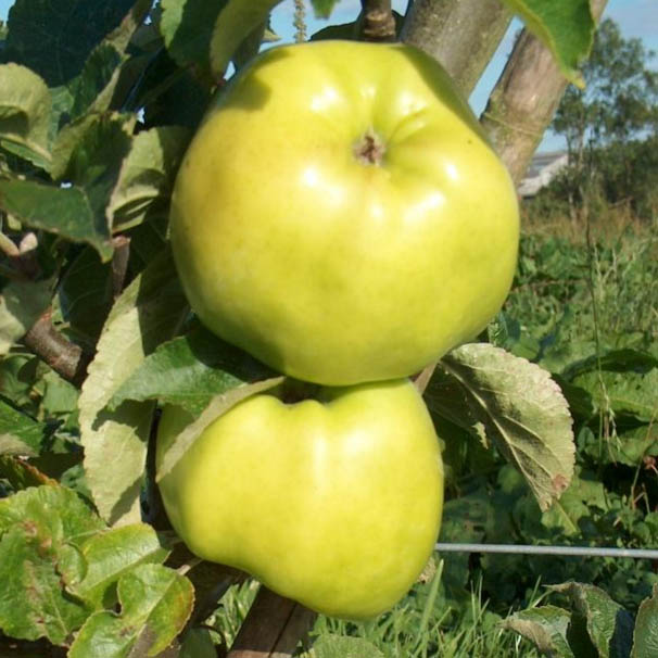 Apple Tree - Lord Derby