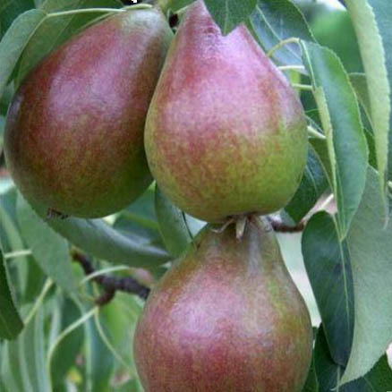 Pear Tree - Louise Bonne of Jersey