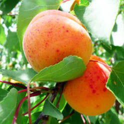 moorpark-apricot-tree