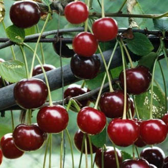 Cherry Tree - Morello 