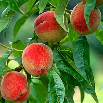 Peregrine Peach Tree