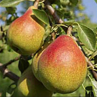 Pear Tree - Williams Bon Chretien