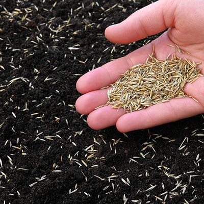 Turf and grass seeds