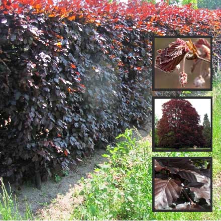 Beech Purple Hedging - Fagus sylvatica atropurpurea 80-100 Bareroot