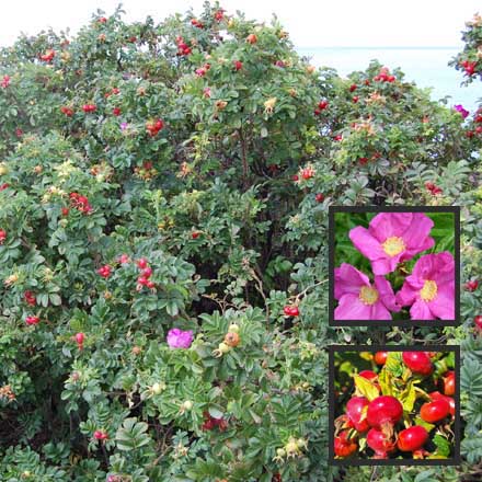 Rose Ramanas Pink Hedging - Rosa Rugosa Rubra 40cm - 60cm Bareroot