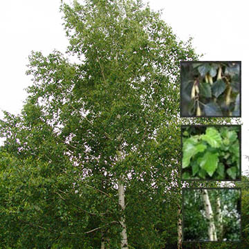 Silver Birch - Betula Pendula 40cm - 60cm